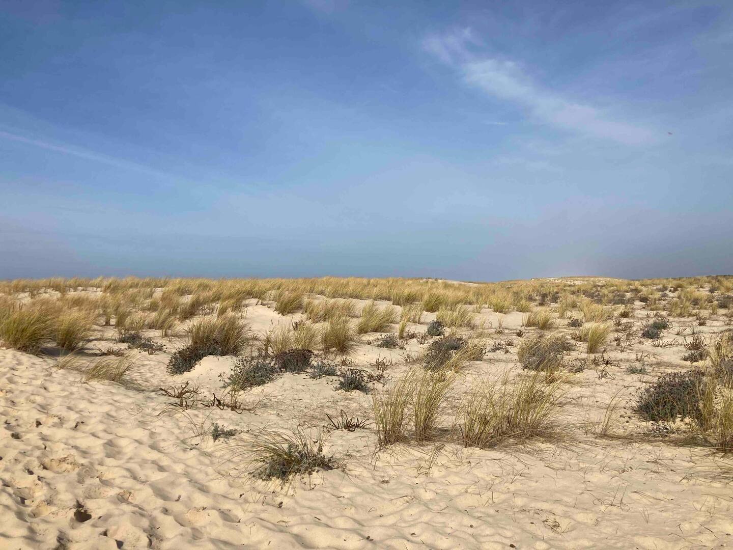 Les dunes sauvages du littoral