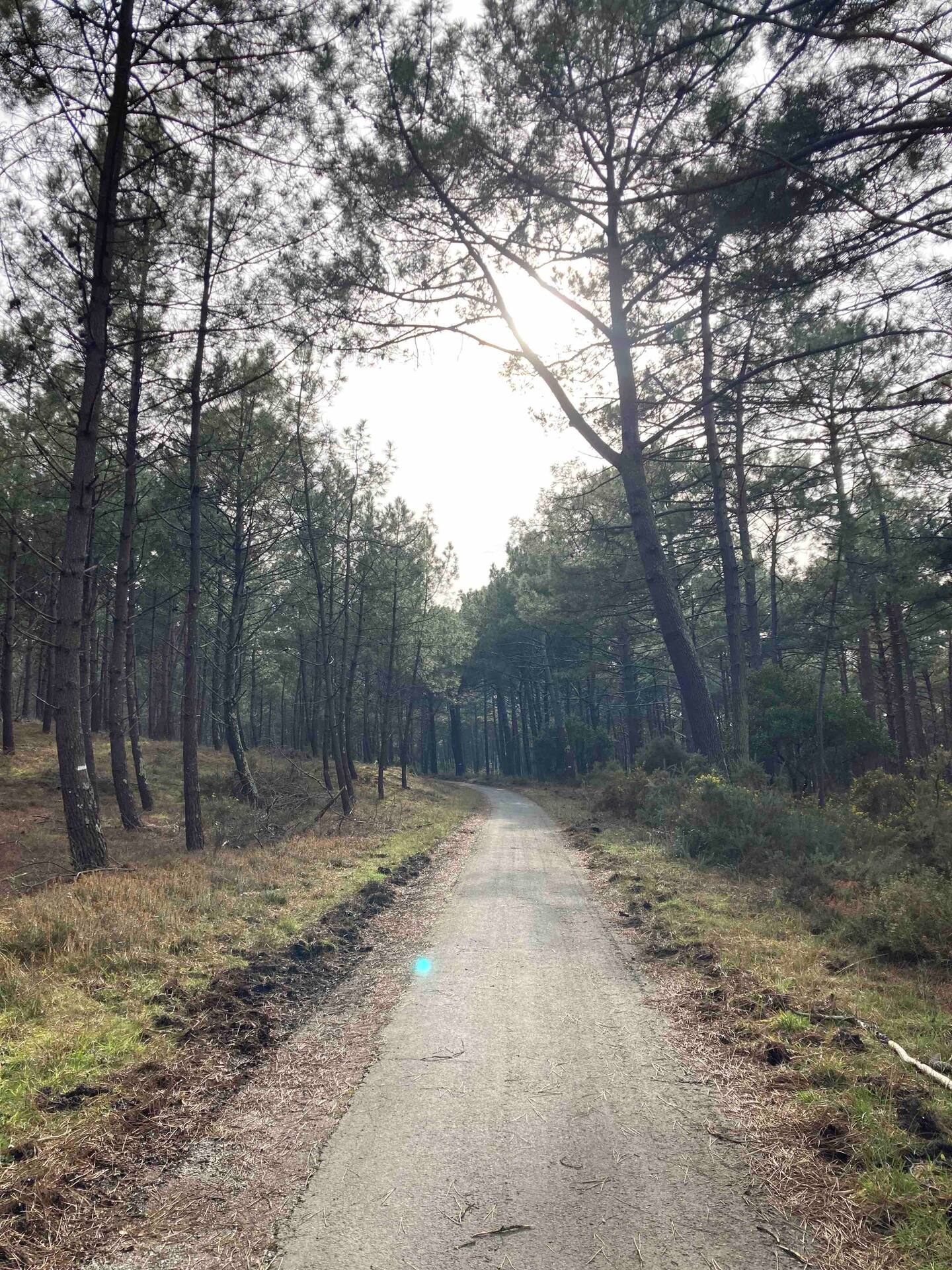 De longues balades en forêt vous attendent à deux pas de la maison.