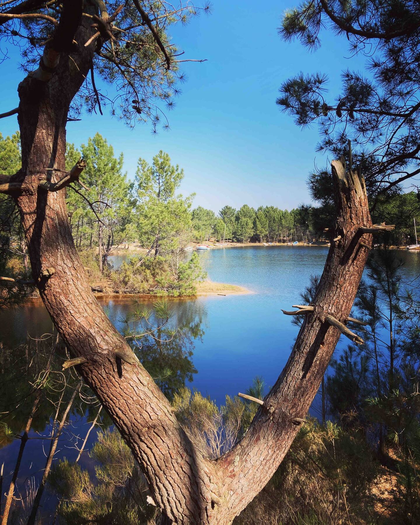 Petit coin de paradis du lac de Lacanau. Idéal en couple ou en famille. Quiétude garantie.