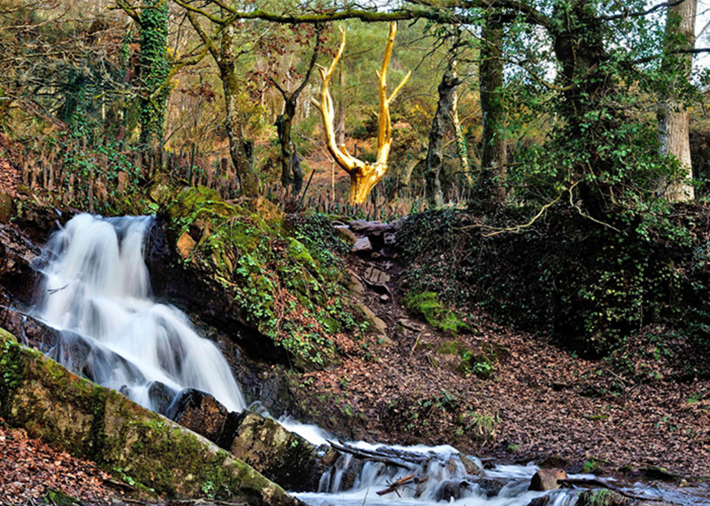 forêt de Brocéliande