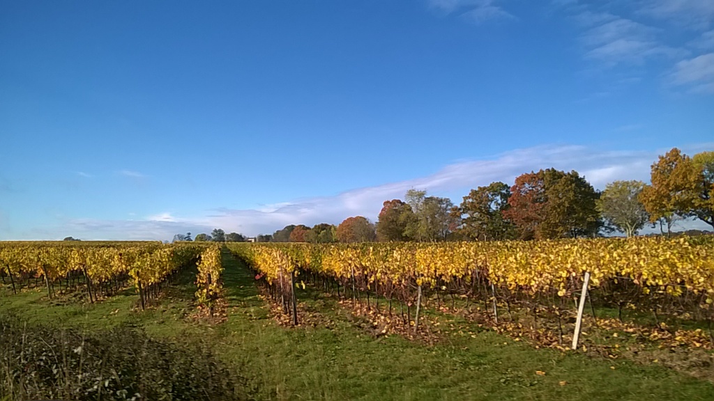 Paysage de vignes tout autour, l'Entre-Deux-Mers est une région viticole