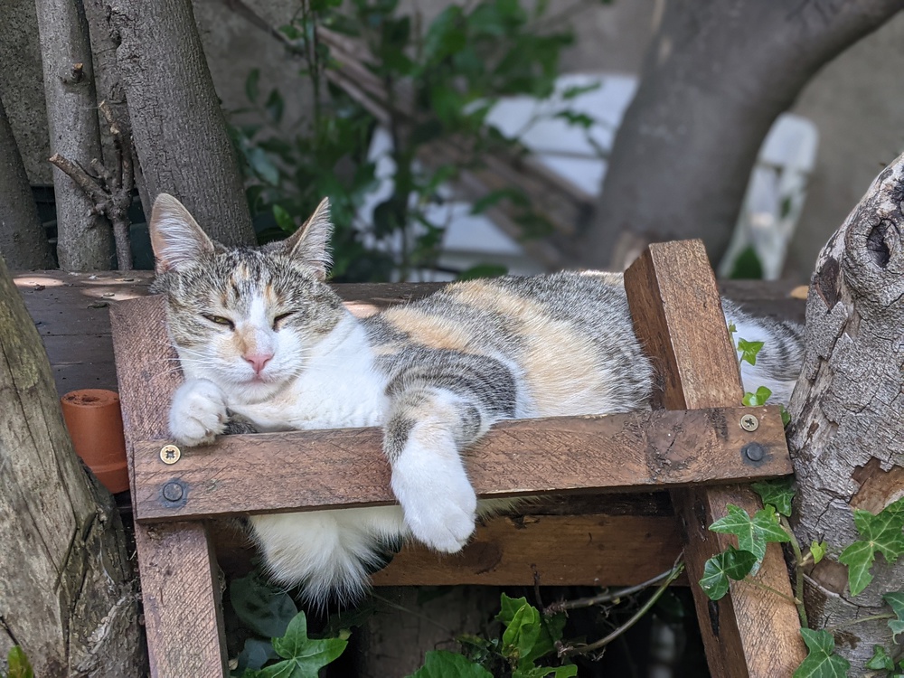 Notre chatte Réglisse