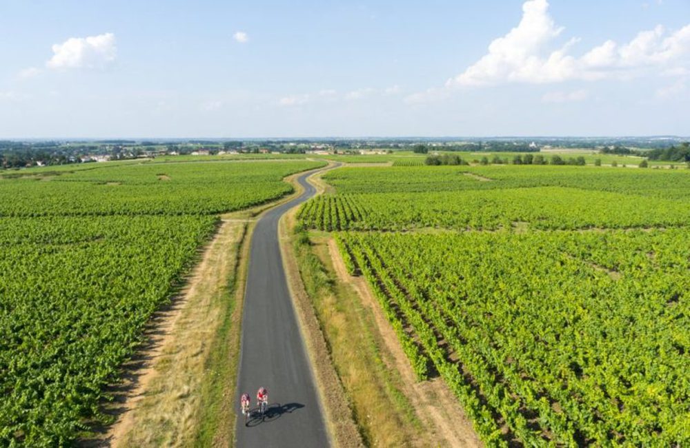 Vignoble Muscadet