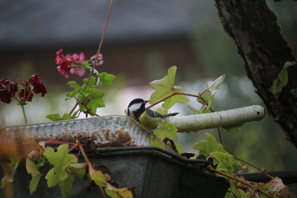 Les oiseaux du jardin, visibles depuis la cuisine