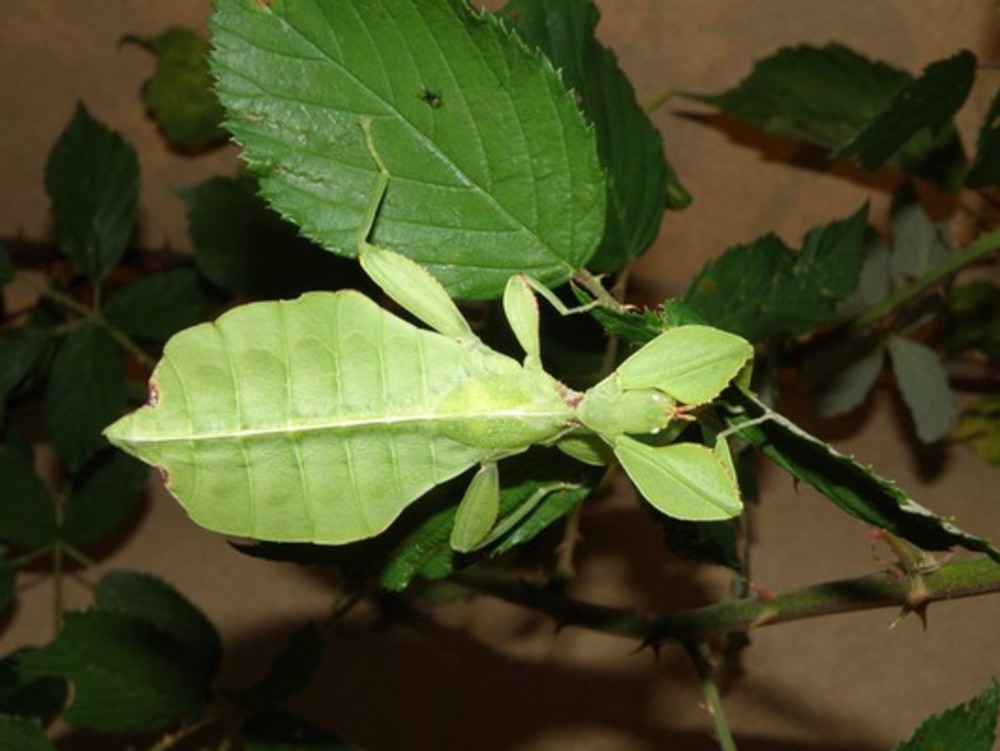 Insectarium de Lizio