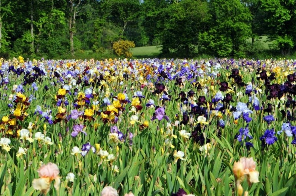 Le jardin d'Iris à Bubry