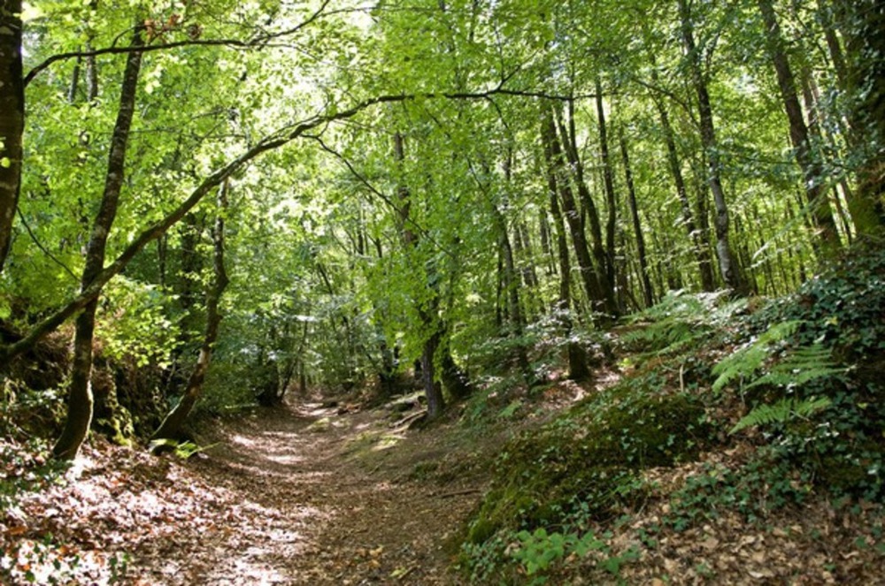 forêt de Camors