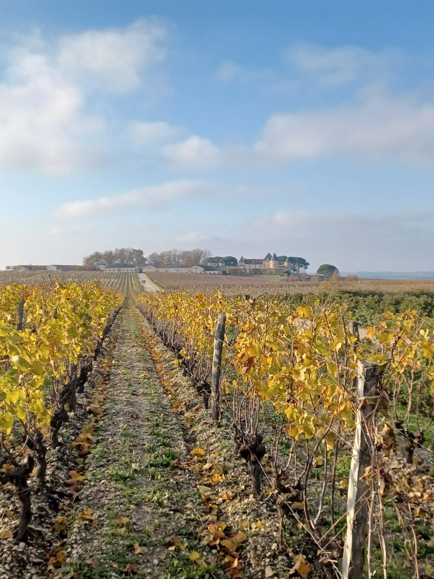 Sauternes-Château d'Yquem