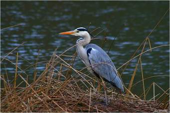 un héron cendré au bord du lac de Grand lieu (250 espèces d'oiseaux) à 2 pas de la maison