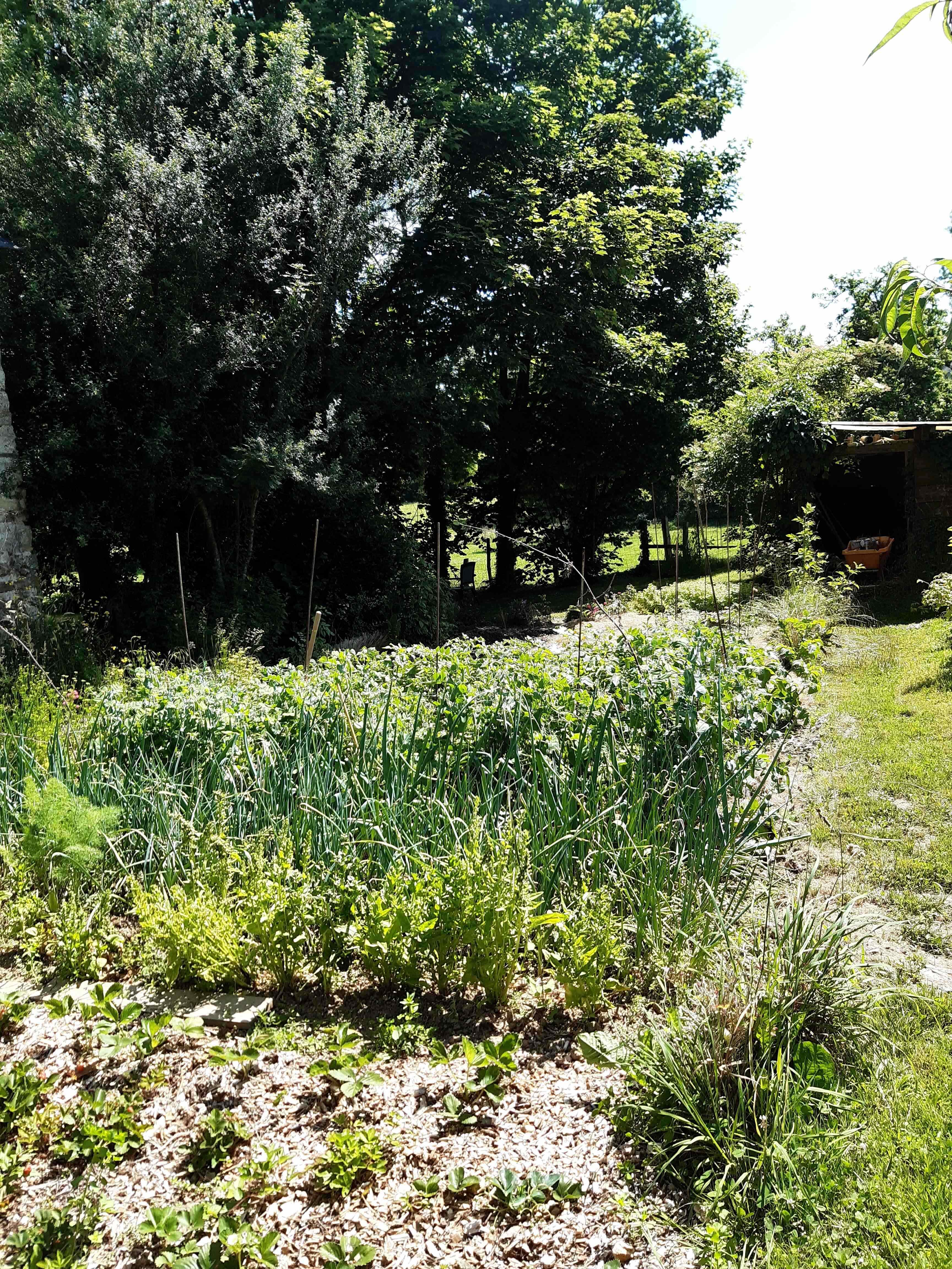 notre potager derrière la grange