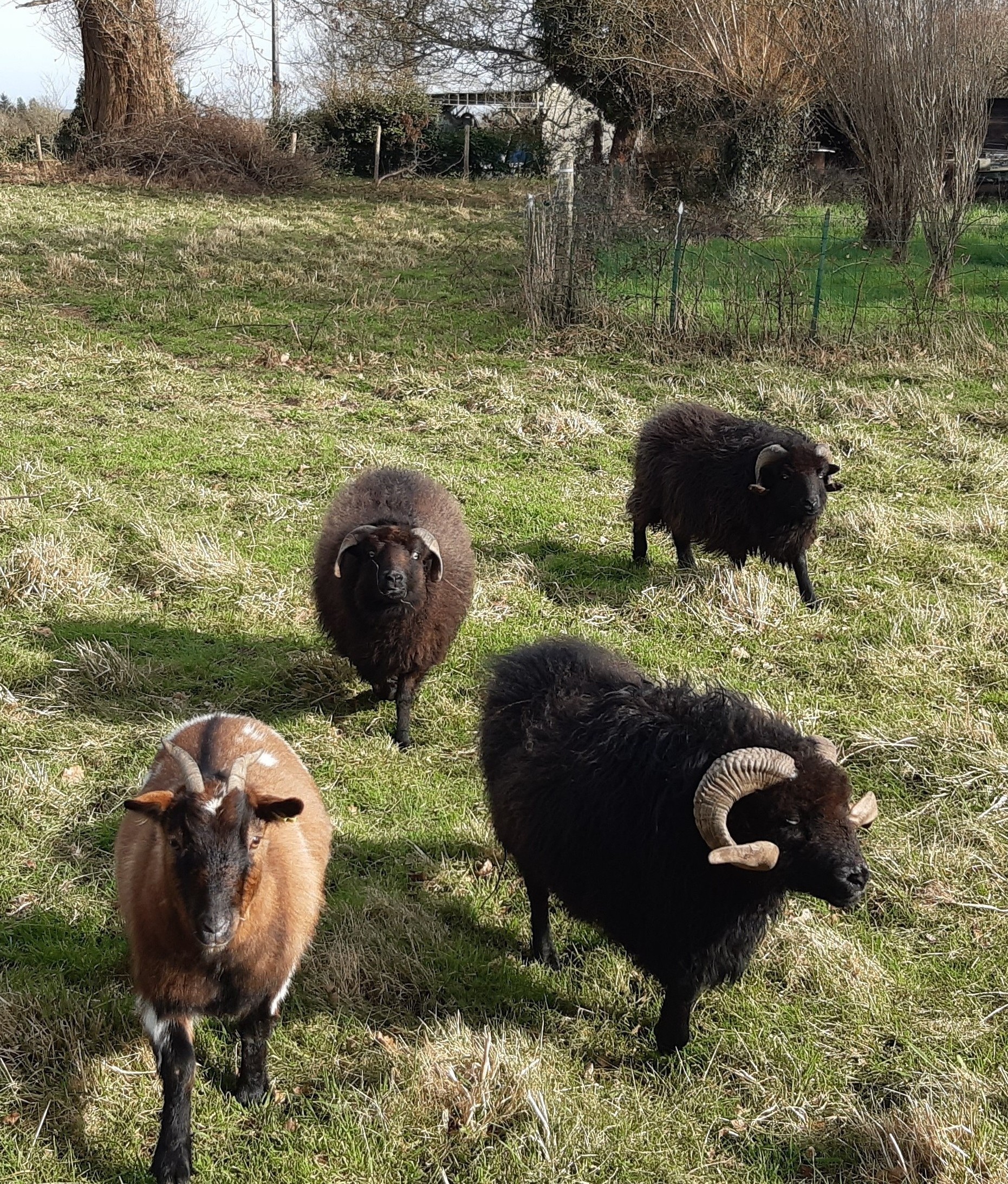 nos moutons et notre chèvre: Lacoste, Galten, Mougli et Cassine