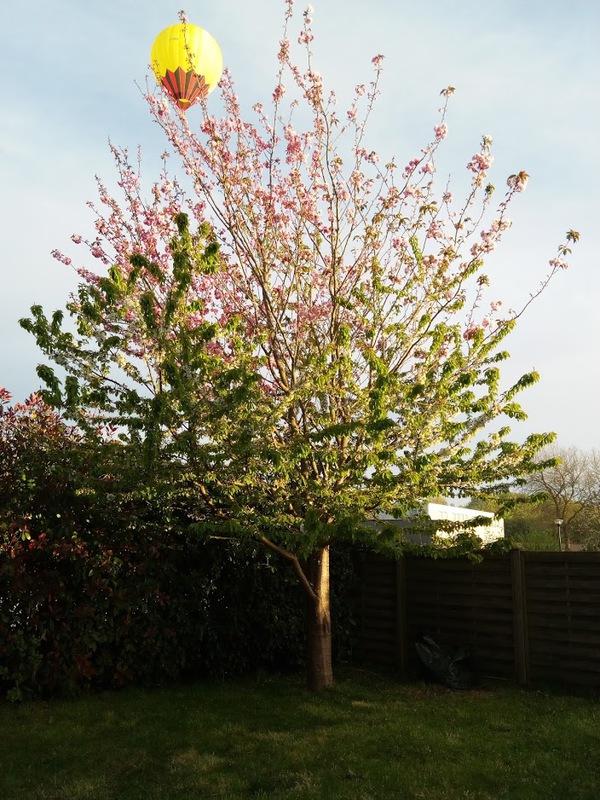 Mongolfière au dessus du jardin