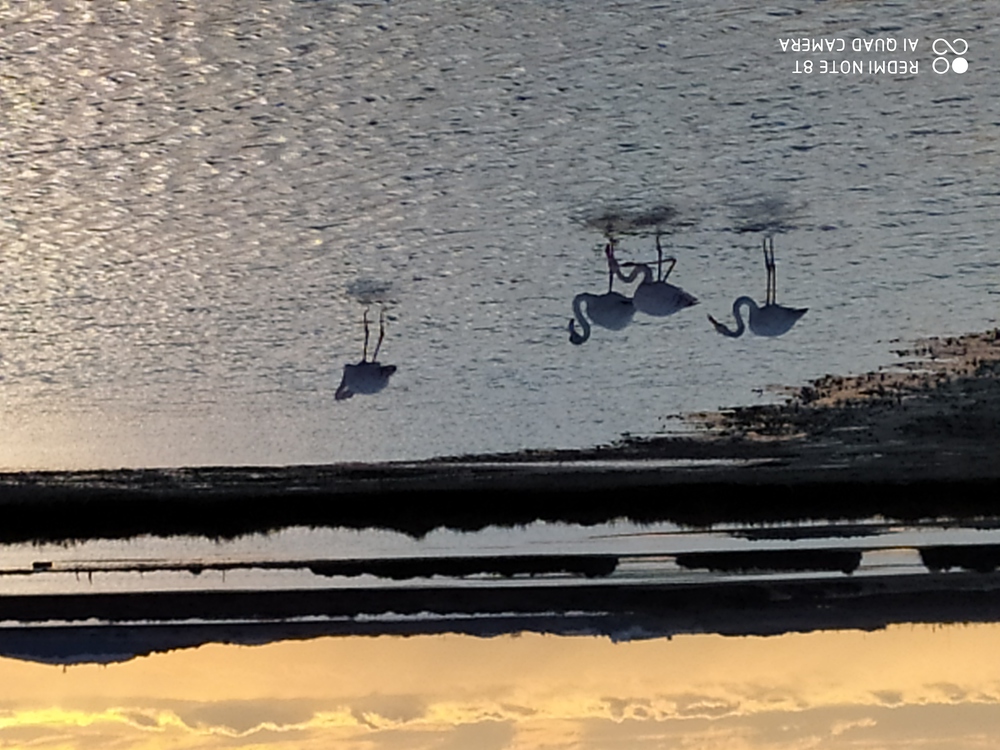 les salins de sète, un magnifique lieu de promenade à 5 minutes également