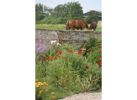 Vue du jardin sur les chevaux du champs voisin