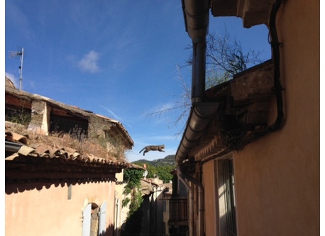 Vie de chat à Lourmarin !