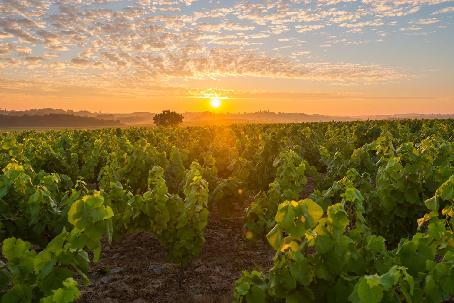 Vignoble Nantes