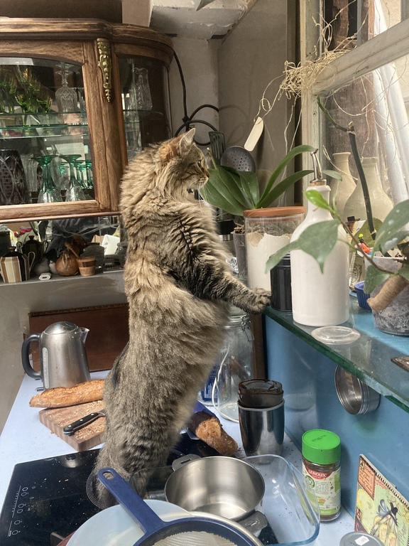 notre chat regarde par la fenêtre de la cuisine