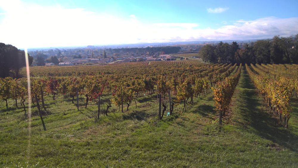 Paysage de vignes tout autour, l'Entre-Deux-Mers est une région viticole