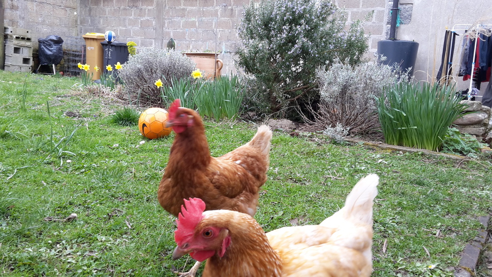 Nos 2 poules: Jacqueline et Claudine