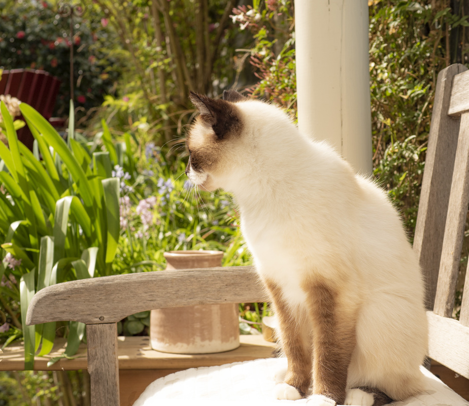 La chatte Mina prend le soleil sous la pergola