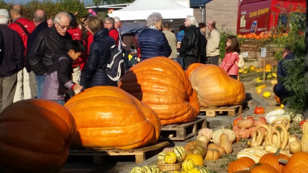 Pumpkin Fair