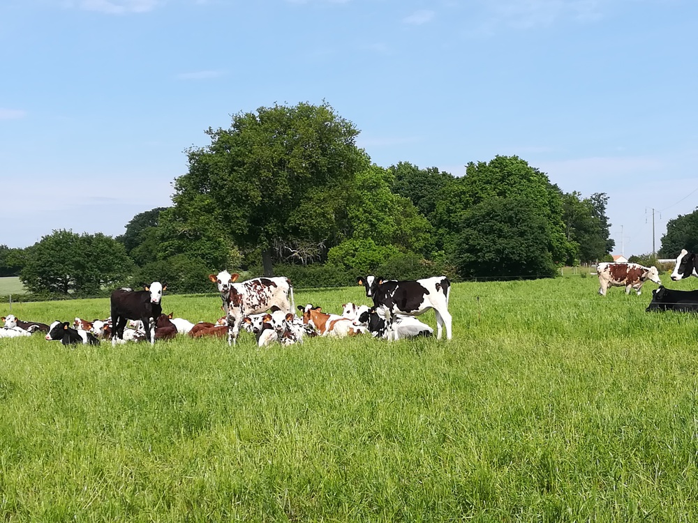 Dans les champs à 300m de chez nous.