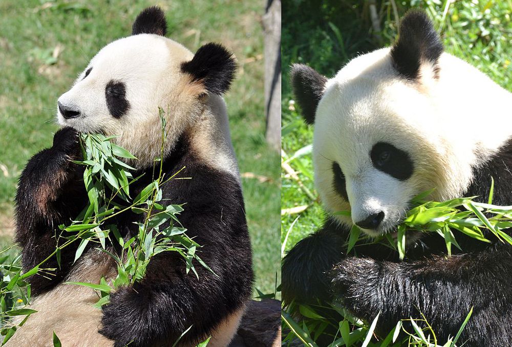 Zoo de Beauval (à 45 min de chez nous)