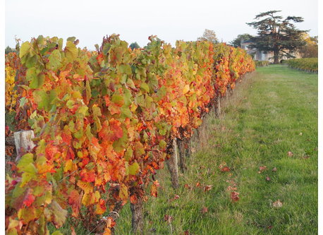 La vigne en feu