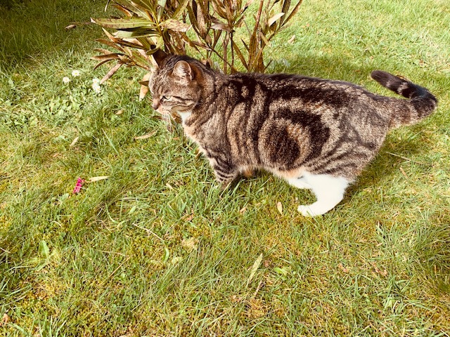 Notre chat, Pépite